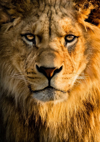 Lion Picture Wallpaper