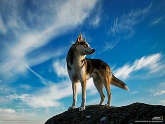 Wolf National Geographic Animals Wallpaper HD Desktop And