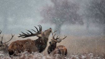 Reindeer Wallpaper