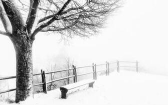 Foggy Cold Weather Nature Wallpaper Best HD Photos