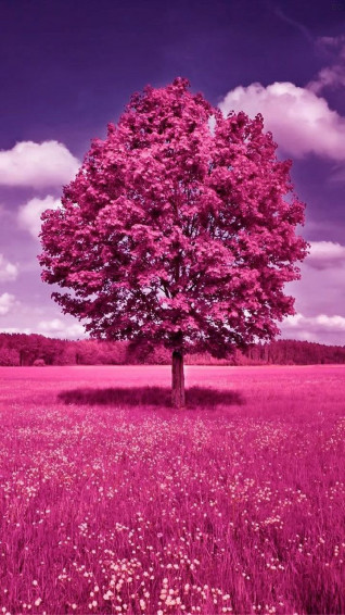 Purple Tree Wallpaper