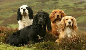 Cocker Spaniel Life Expectancy Desktop Wallpaper