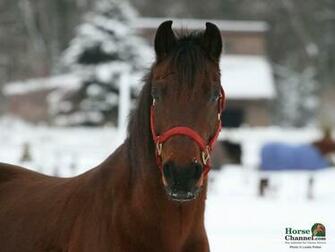 Screensaver And Desktop Wallpaper Of Winter Equine Scenery