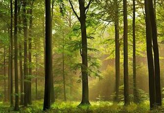 World Visits Green Forest Best Wallpaper Image