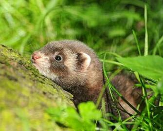 Ferret Computer Wallpaper Desktop Background