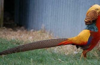 Golden Pheasant HD Wallpaper Choice