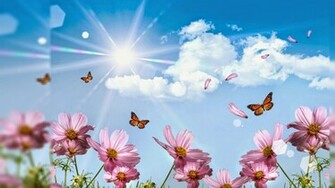 Random Lovely Flowers Wallpaper Desktop Background Full Screen