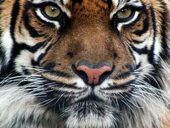 The Royal Bengal Tiger HD Desktop Mobile Wallpaper Background 9walls