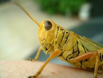 Top Grasshopper Wallpaper HD Animal Spot