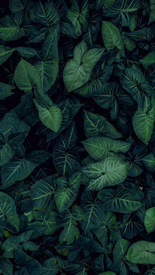 Wallpaper iPhone World Nature Plant