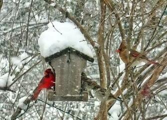 Desktop Pics Cardinal Knowledge