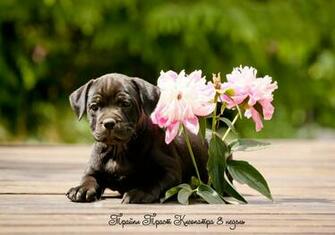 Dog Setter Desktop Wallpaper Image Crazy Gallery