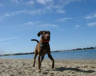 Chesapeake Bay Retriever Chessie Wallpaper Pictures Breed
