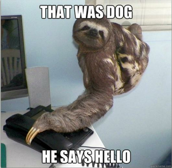 Funny Animal Captions Pictures With Lol Animals