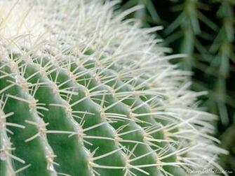 Cactus Wallpaper Desktop HD