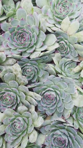 Succulents Wallpaper iPhone Plant