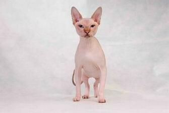 Sphynx Cat Wallpaper X Net
