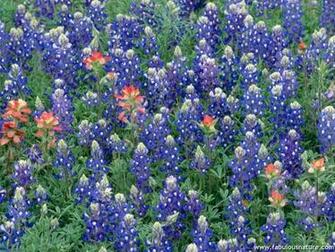Blue Bonnets And Indian Paintbrush Texas Wildflowers Wallpaper