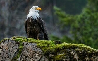 Productions Bald Eagle Kachemak Bay Kenai Peninsula