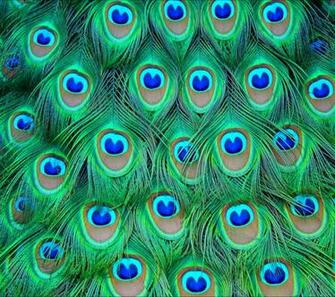 Similar Desktop HD Peacock Wallpaper Home