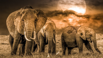 Elephant 4k Wildlife Baby Animal Rare Gallery HD Wallpaper