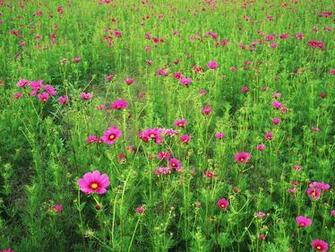 Pink And Green Cosmos Flower Field Wallpaper Walltor