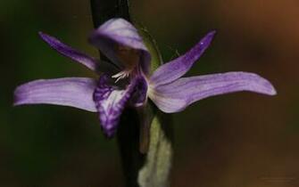 Orchid Wallpaper Desktop Weddingdressin