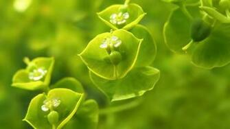 Wood Spurge Netbook Laptops Background Background