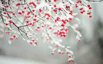 Quotes About Winter Flowers