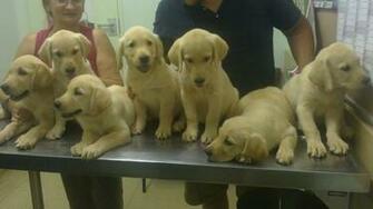Labrador Retriever X Golden Retrievers In Malmesbury Western