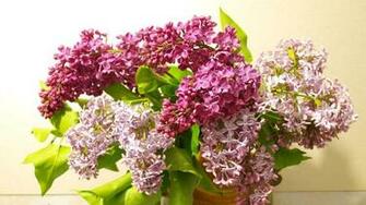Wallpaper Lilac Bouquet Vase Bloom Spring HD