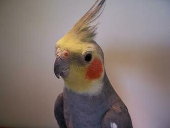 Cockatiel Wallpaper