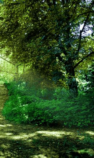 Nature Wallpaper For Android