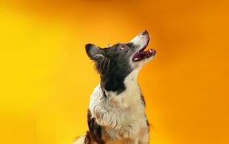 Funny Cats Dogs Wallpaper Best