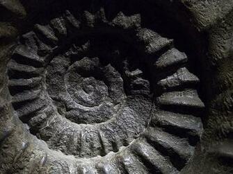HD Wallpaper Ammonite Fossil Shell Mollusc Marine Creature