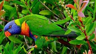 Rainbow Lorikeet HD Wallpaper Background Image Id