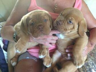 Dogue De Bordeaux Pups Posted Year Ago Dogs