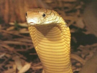 Snake Pictures King Cobra HD Wallpaper In Animals Imageci