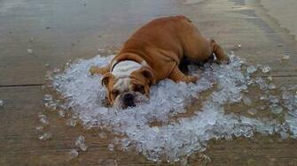 Dog Wallpaper Desktop Image Fidelity Pets Hairy Dogs