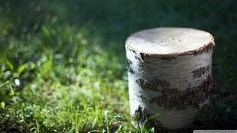 Cut Tree Trunk Wallpaper
