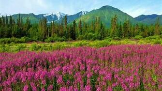 Mountain Wildflowers Wallpaper
