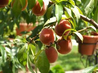 Peaches Wallpaper Fruits Nature In Jpg Format For