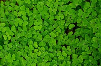 Shamrock Clover Trefoil Plants Wallpaper Desktop