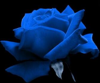Blue Rose Wallpaper