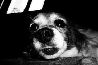 Black And White Dogs Little Wallpaper Color HD High