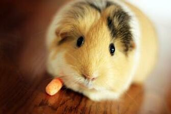 Pin Cute Guinea Pigs