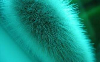 Fuzzy Plant Wallpaper Stock Photos