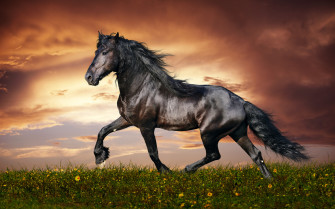 Beautiful Horse Wallpaper