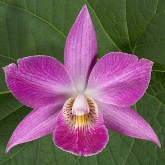 Violet Flower Wallpaper For Google Nexus S