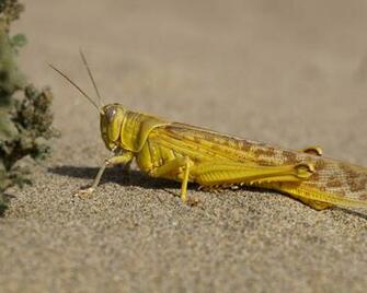 Yellow Grasshopper Wallpaper 4k HD Background